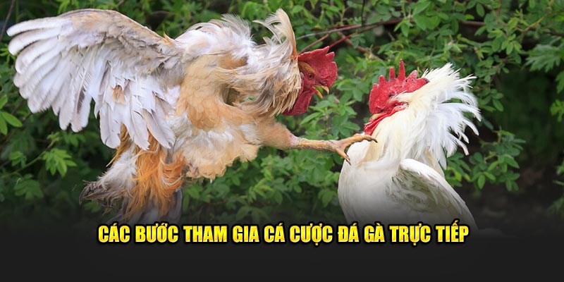 Các bước tham gia cá cược đá gà Fun88