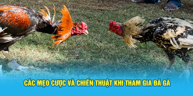 Các mẹo cược và chiến thuật khi tham gia đá gà