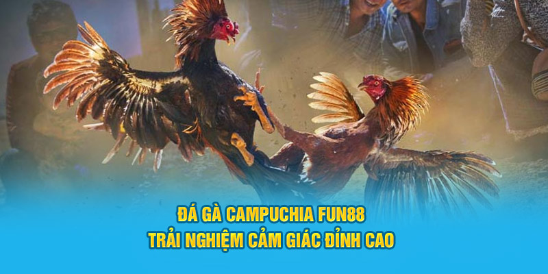 Tìm hiểu về đá gà campuchia đỉnh cao tại nhà cái Fun88