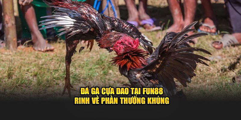 Tìm hiểu đá gà cựa dạo tại fun88