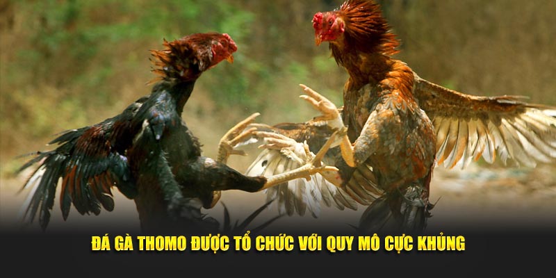 Gà đá Thomo được tổ chức với quy mô cực khủng