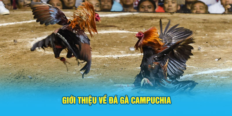 Giới thiệu về đá gà Campuchia 