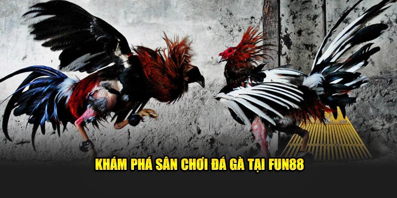 Khám phá sân chơi đá gà tại Fun88