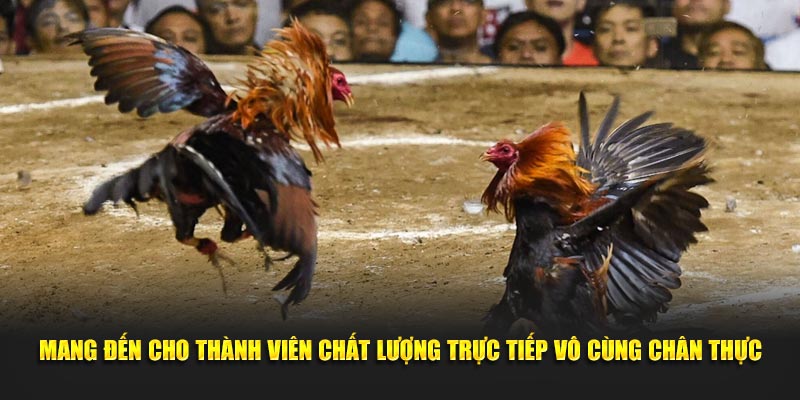 Mang đến cho thành viên chất lượng trực tiếp vô cùng chân thực