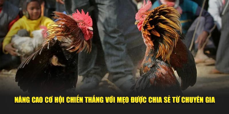 Nâng cao cơ hội chiến thắng với mẹo được chia sẻ từ chuyên gia