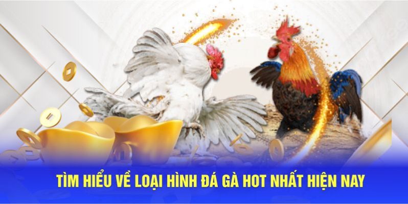 Tìm hiểu về loại hình đá gà hot nhất hiện nay